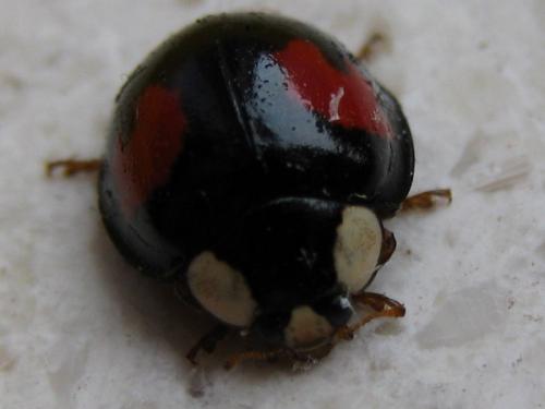 Harmonia axyridis