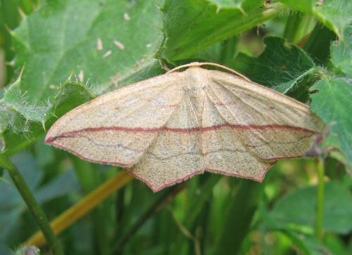 Réf. 54 348 : Timandra comae