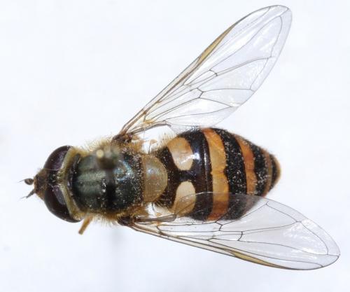 Réf. 54 214 : Syrphus ribesii