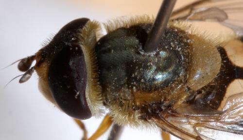 Syrphus ribesii