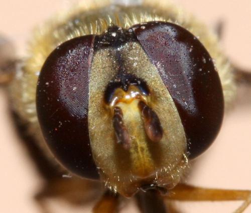 Réf. 54 216 : Syrphus ribesii