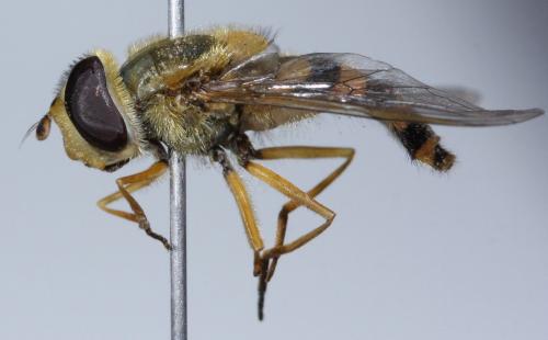 Réf. 54 220 : Syrphus ribesii