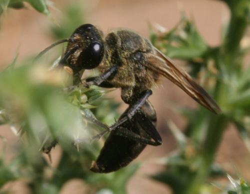 Sphex leuconotus