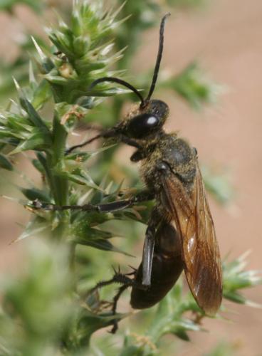 Réf. 54 142 : Sphex leuconotus