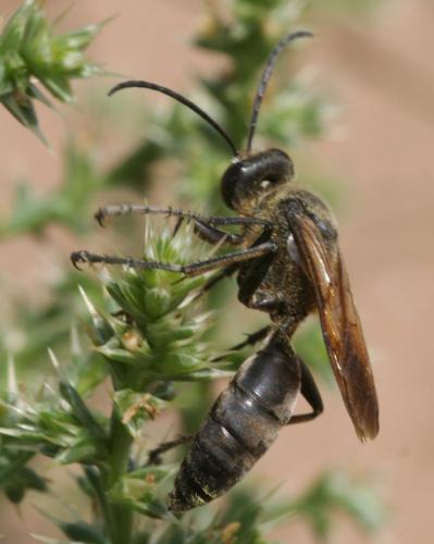 Réf. 54 143 : Sphex leuconotus