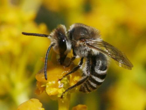 Réf. 54 206 : Colletes sp.