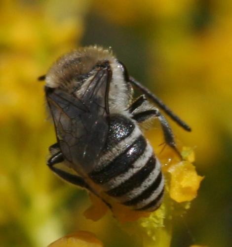 Colletes sp.