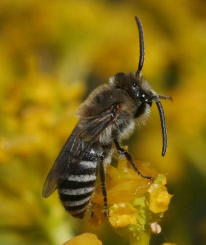 Colletes sp.