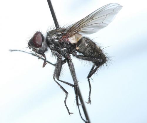 Réf. 54 887 : Macquartia tessellum