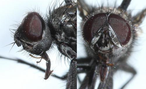 Réf. 54 889 : Macquartia tessellum