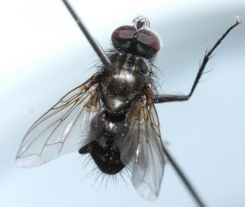 Réf. 54 888 : Macquartia tessellum