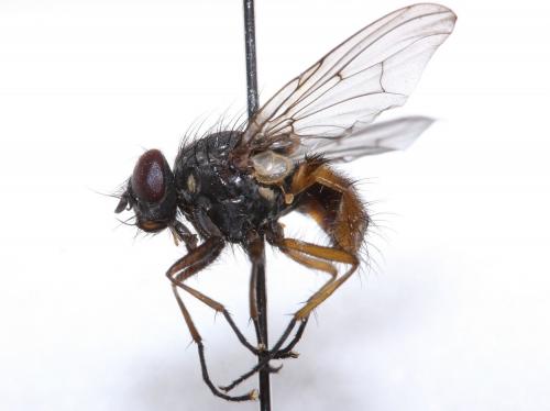 Réf. 54 648 : Phaonia subventa