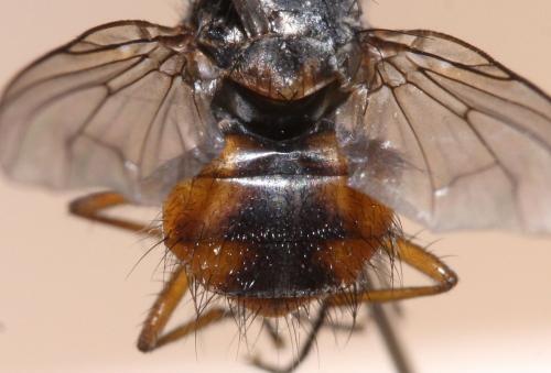 Phaonia subventa