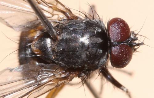Réf. 54 649 : Phaonia subventa