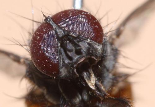 Phaonia subventa