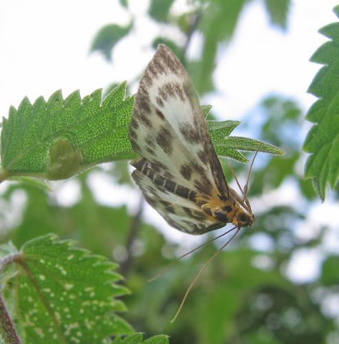 Anania hortulata