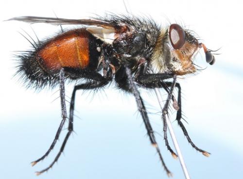 Peleteria meridionalis