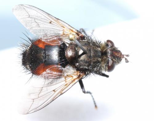 Peleteria meridionalis