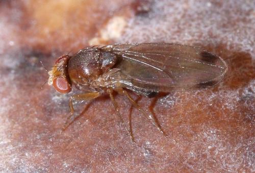 Drosophila suzukii