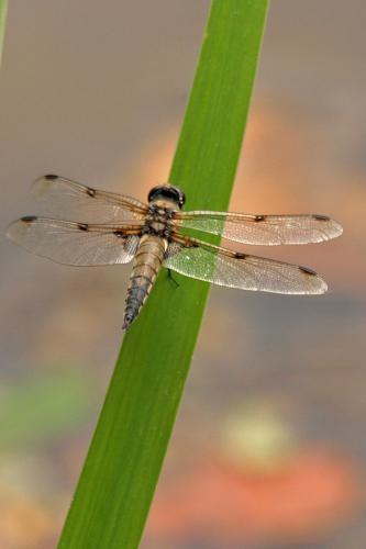 Réf. 54 150 : Libellula quadrimaculata
