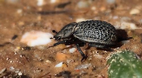 Trox perlatus