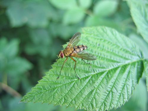 Dexiosoma caninum