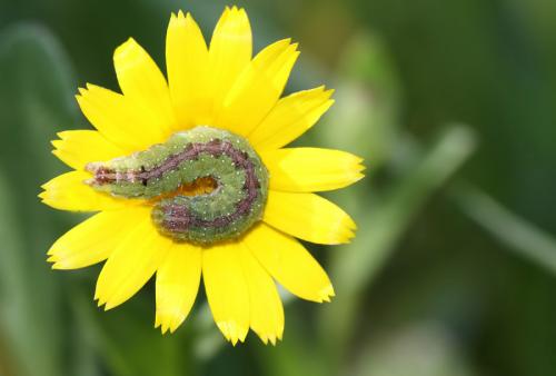Réf. 54 644 : Cucullia calendulae