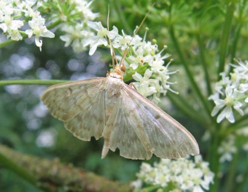 Réf. 54 546 : Pleuroptya ruralis
