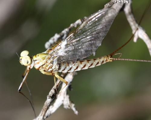 Réf. 54 034 : Ecdyonurus ruffii