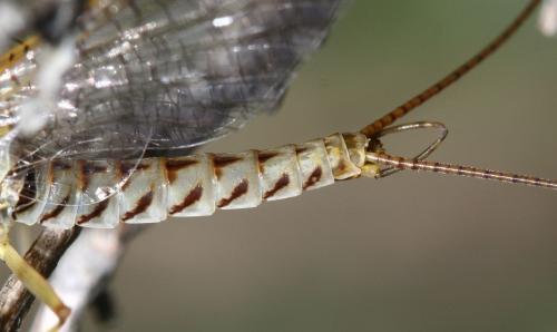 Réf. 54 035 : Ecdyonurus ruffii