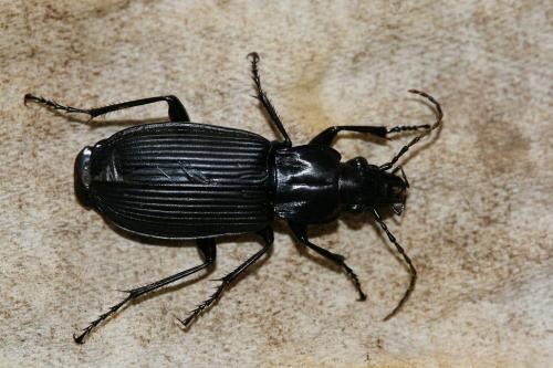 Pterostichus niger