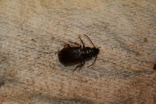 Pterostichus strenuus