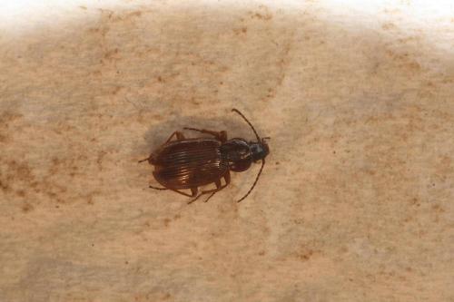 Pterostichus strenuus