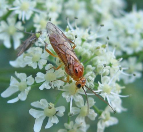 Réf. 54 490 : Nematinae inconnu
