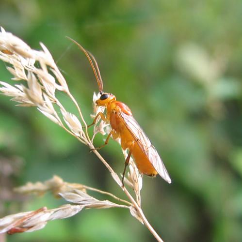 Réf. 54 451 : Nematinae inconnu