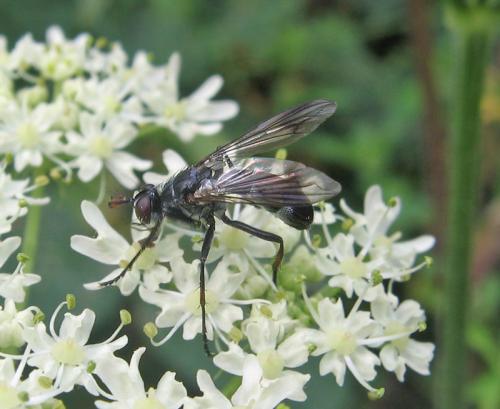 Réf. 54 417 : Lophosia fasciata