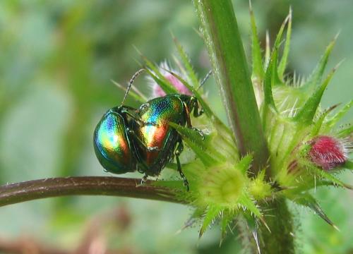 Réf. 54 405 : Chrysolina fastuosa
