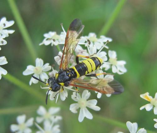 Réf. 54 284 : Tenthredo (marginella-thompsoni)
