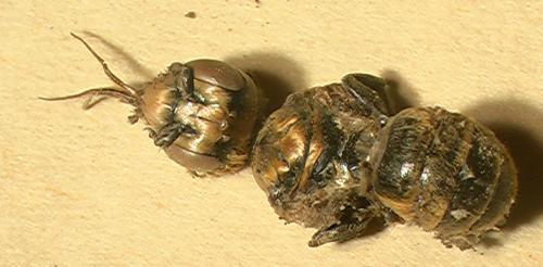 Osmia sp.