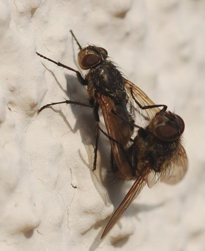 Pollenia sp.