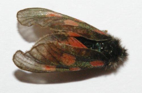 Zygaena sp.