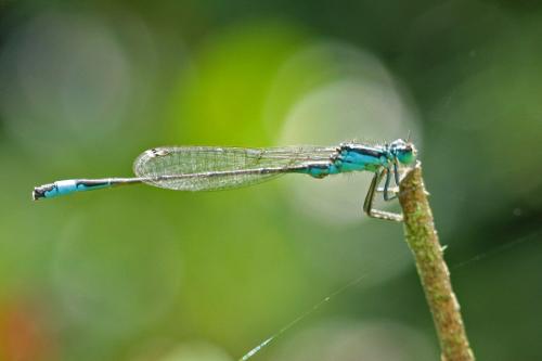 Ischnura elegans