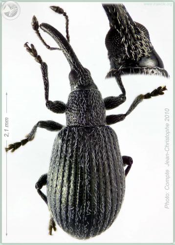 Ischnopterapion loti
