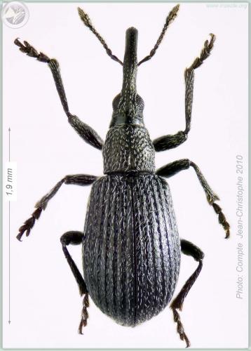 Ischnopterapion loti