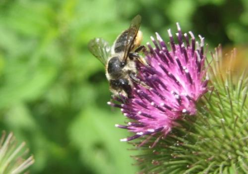 Réf. 54 082 : Megachile sp.