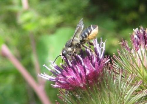 Megachile sp.