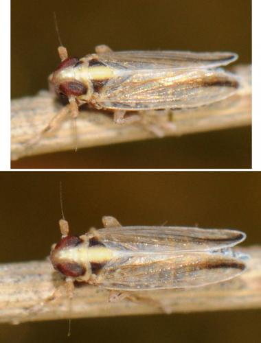 Réf. 54 613 : Kelisia sp.