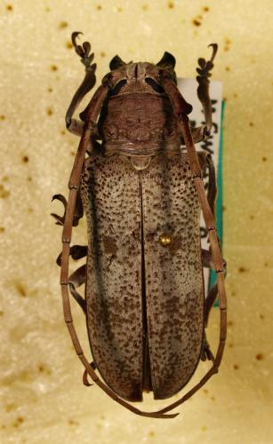 Réf. 54 751 : Prosopocera sp.