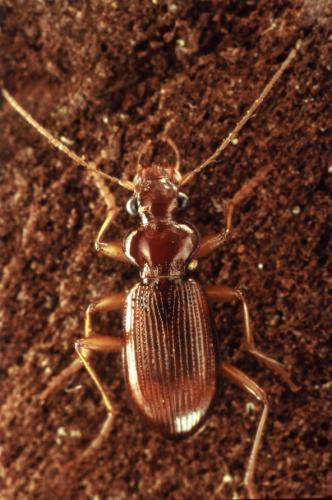 Leistus ferrugineus