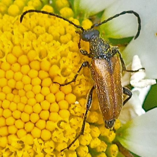 Pseudovadonia livida